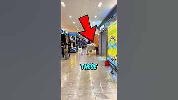 The Capybara Fell Down 🤣😂