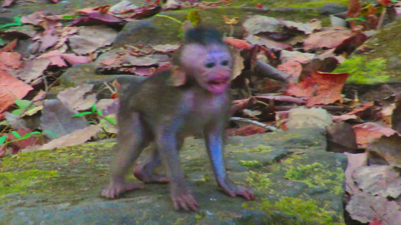 "Heartbreaking Moments: Baby Monkey Cries for Its Lost Mom 😢 | Incredible Animal Bonds"