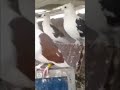 العنبر Pigeon Music البطيخ البخل Kabootar العريفي القرميد Kabutar Birds Pigeonlover 
