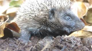 Spikey Norman by SCARCE WORLDWIDE 296 views 7 years ago 1 minute, 1 second
