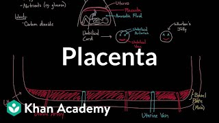 Meet the placenta! | Reproductive system physiology | NCLEX-RN | Khan Academy