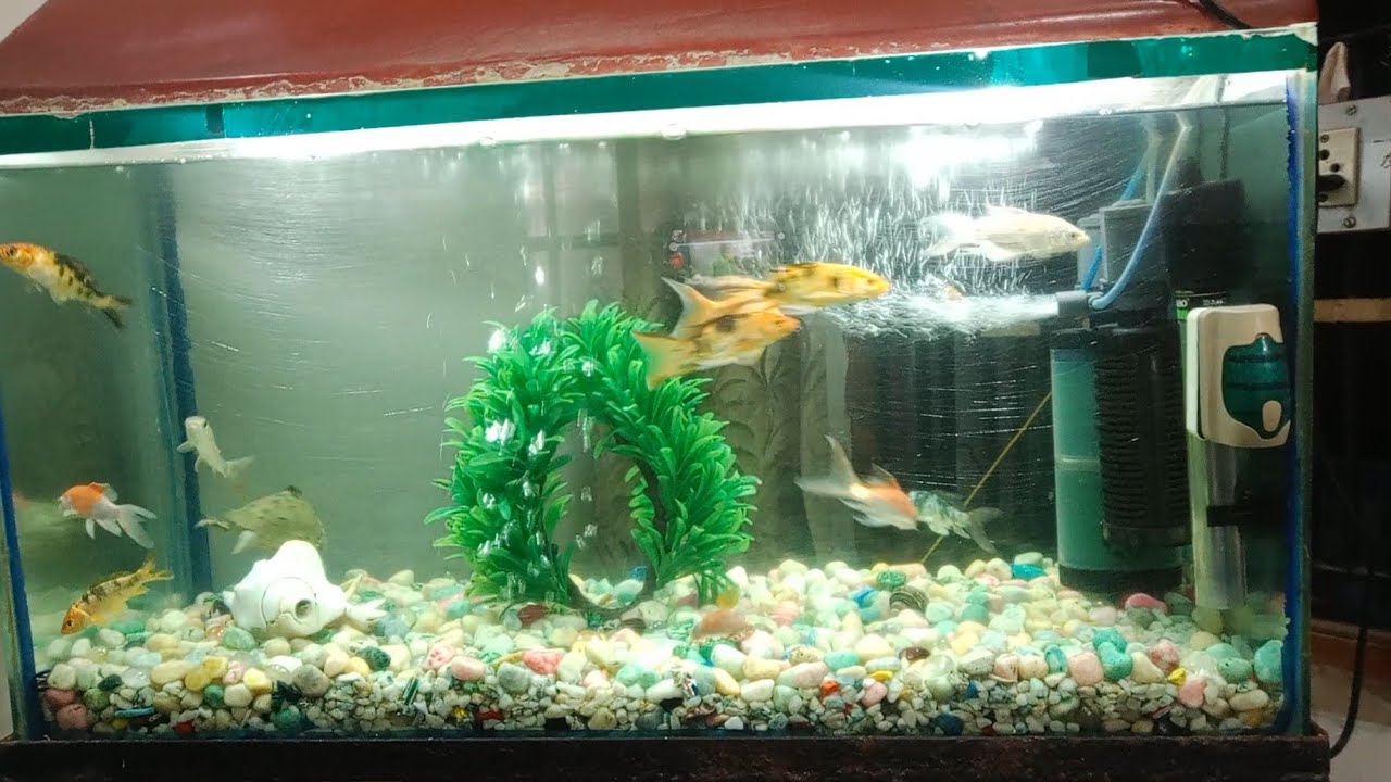 carp fish in acquarium || koi carp fish in aquarium || koi fish ...