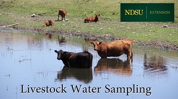Livestock Water Sampling