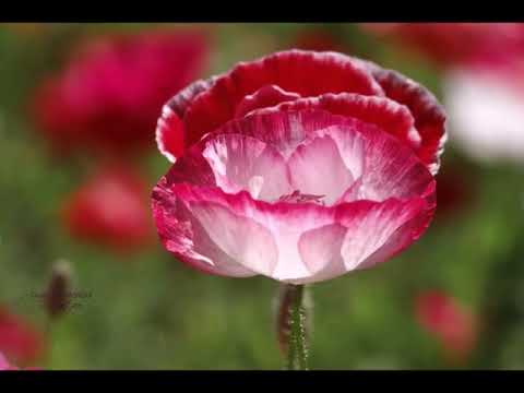 Video: Ինչպես ծաղիկ նկարել զամբյուղի մեջ