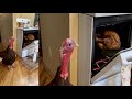 Video shows a live turkey next to one that has been baked in the oven for Thanksgiving