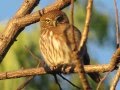 El Canto de la Aurora (Glaucidium Brasilianum)