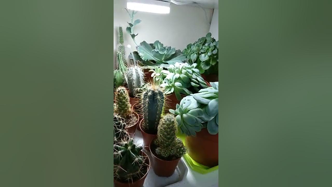 Комнатные цветы череповец. Комнатные цветы череповец