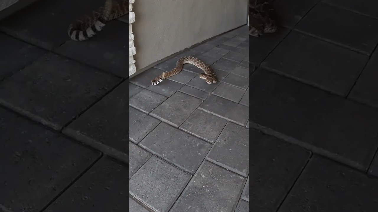 Aggressive Rattlesnake? No.