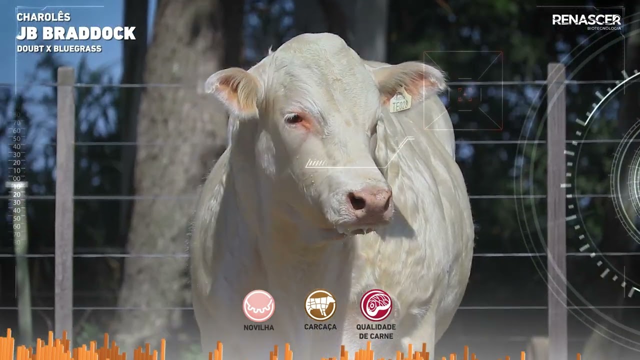 Reprodutor Charolês JB Braddock - Sêmen Bovino Renascer Biotecnologia