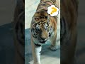 선호 시선 어디로 향한 거?(25.3.11)