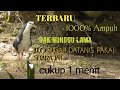 SUARA pikat ruak-ruak paling gacor ampuh...!!!/ Dijamin 1000%