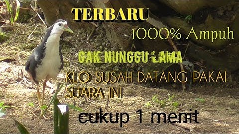 SUARA pikat ruak-ruak paling gacor ampuh...!!!/ Dijamin 1000%