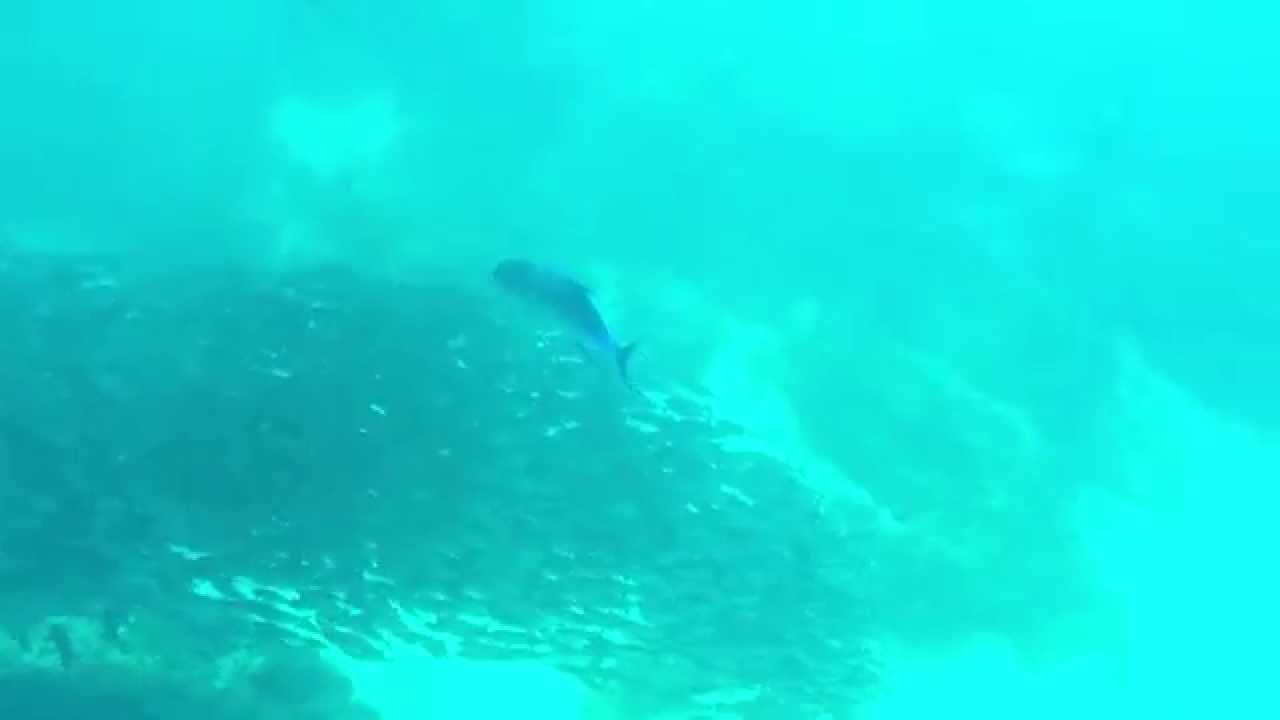 Trevally chasing bait fish ball in Kailua Kona Bay, Hawaii. YouTube