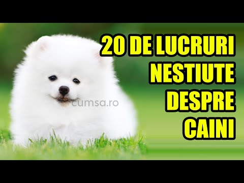 Video: 5 Fapte Interesante Despre Dinții Câinelui Tău