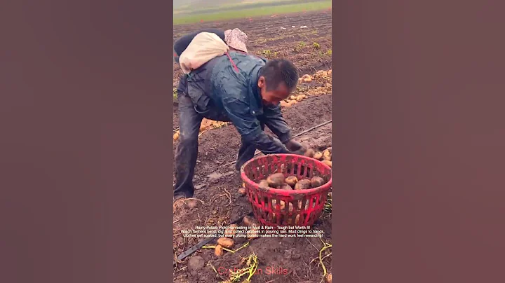 Rainy Potato Pick! Harvesting in Mud & Rain—Tough but Worth It!#shorts
