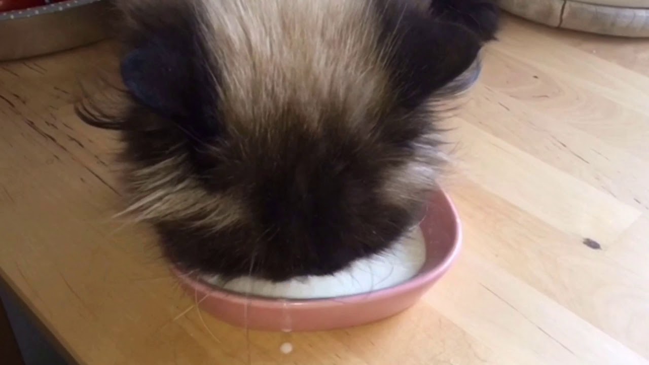 Katze will Katzenmilch.