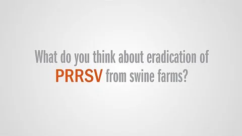 Eradication of PRRSV from swine farms: Is it possible? - 天天要闻