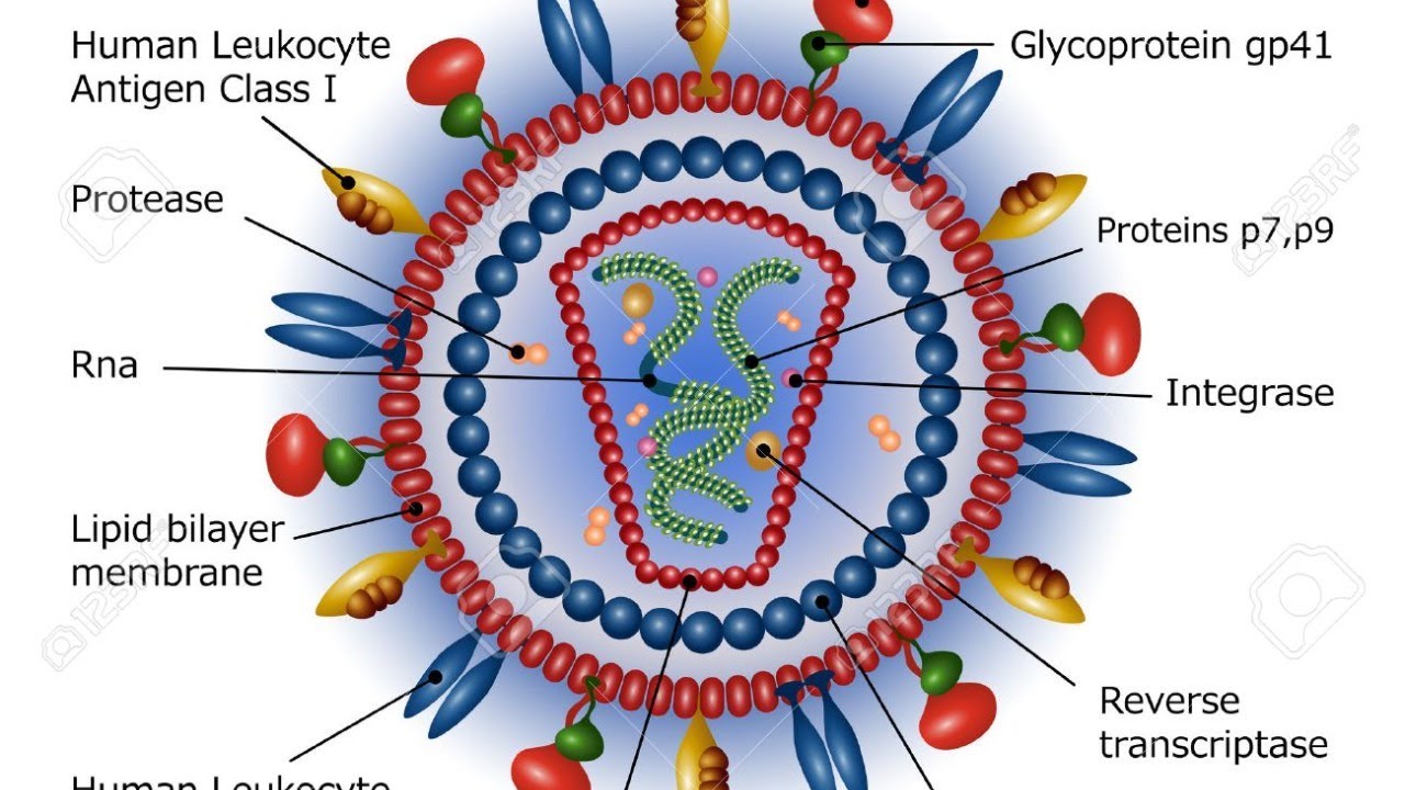 Спид лайф. Rubulavirus ферменты. Строение вируса FIP кошек. Строение вируса белки Углев.