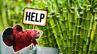 What Plants Should You Avoid with Betta Fish? (and other questions)