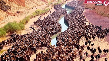 They Put Hundreds of Bisons to the Desert and Left for 10 Years, Result Was Insane