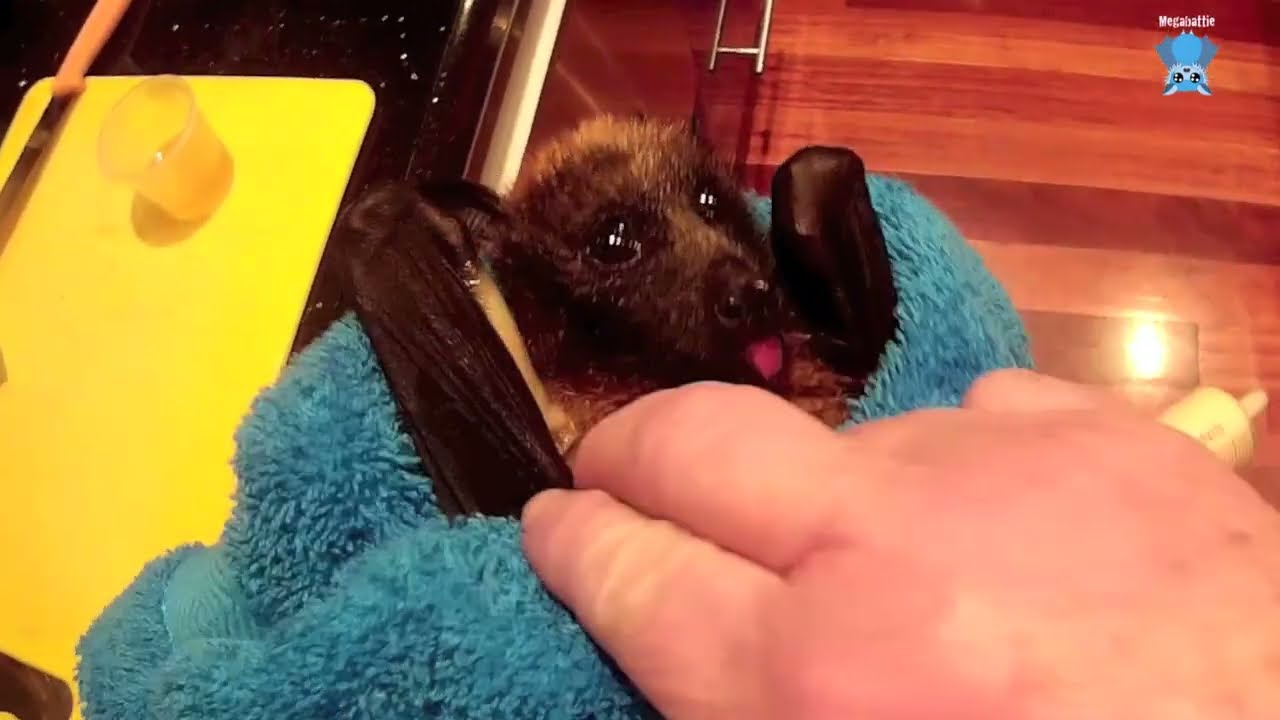 Juvenile flying-fox in care day 3:  this is Pelican