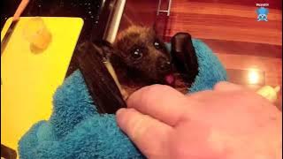 Juvenile flying-fox in care day 3:  this is Pelican