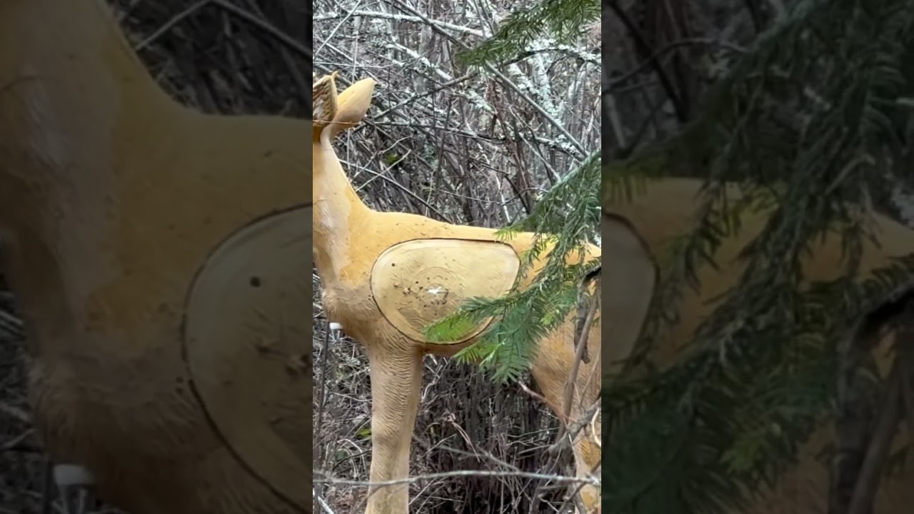 Spike buck gets the sauce #pnw #bowhunting #3d #archery #idaho #shorts #subscribe #content #follow