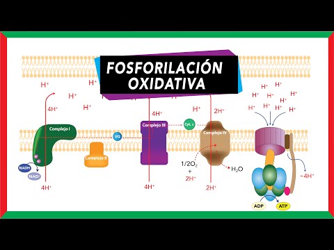 Video: ¿Qué se entiende por fosforilación oxidativa?