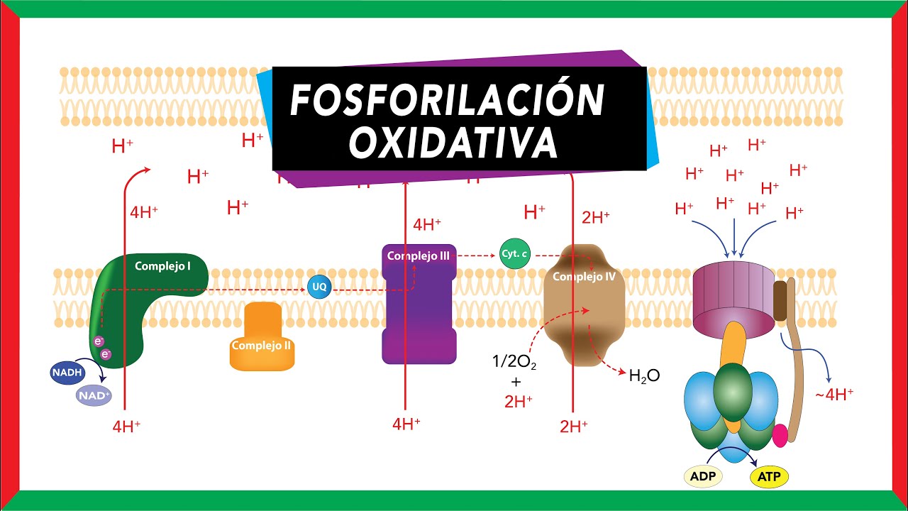 Cadena de transporte de electrones y Quimiosmosis (síntesis de ATP)  [Fosforilación oxidativa] - YouTube