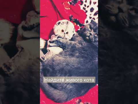Басик. Где настоящий кот?