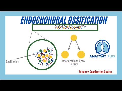 Video: Kde možno nájsť endochondrálnu osifikáciu?