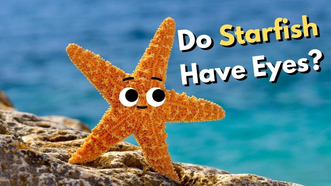 Do Starfish Have Eyes? YouTube