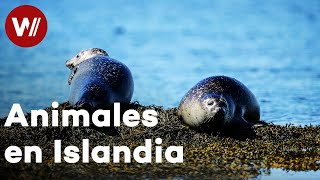 Descubriendo la singular vida silvestre de Islandia, la isla recién nacida (Documental, 2018)