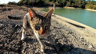 2匹の猫がダムの畔にピクニックに出掛ける