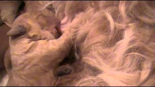 Pups Efi Woody Eerste Week