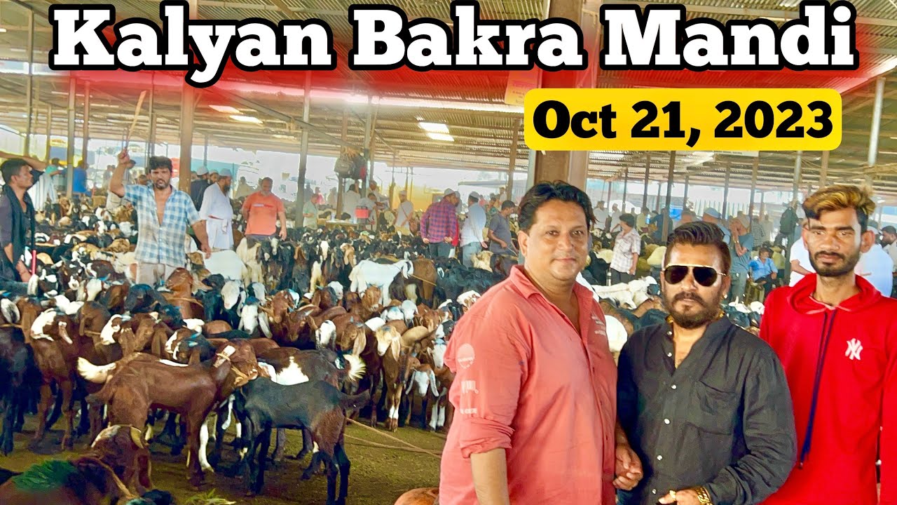 Kalyan Bakra Mandi With MD Goat Farm & Vakif Bhai