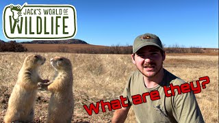 What ARE Prairie DOGS?