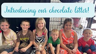 LITTER OF 13 GREAT DANE PUPPIES | INTRODUCING KIMBER'S CHOCOLATE LITTER THEME