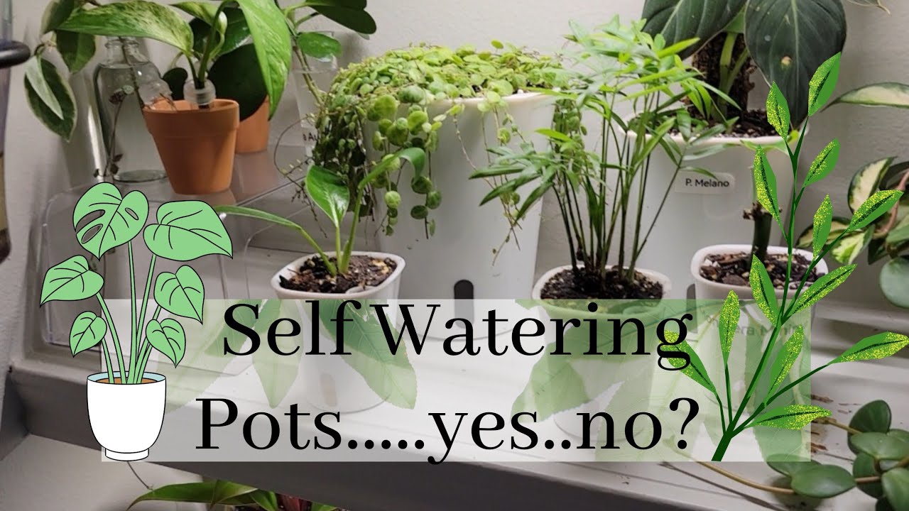 Self Watering Pots Good or bad? YouTube