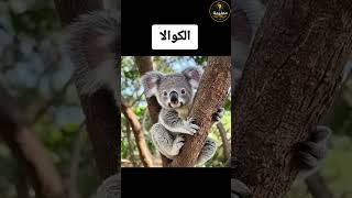 لحظات تكسر القلب: حيوانات سجلت الكاميرا لحظة بكائها الحقيقية!