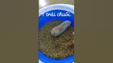 Mồi câu cá rô phi siêu nhạy, đơn giản #fishing #moicauca