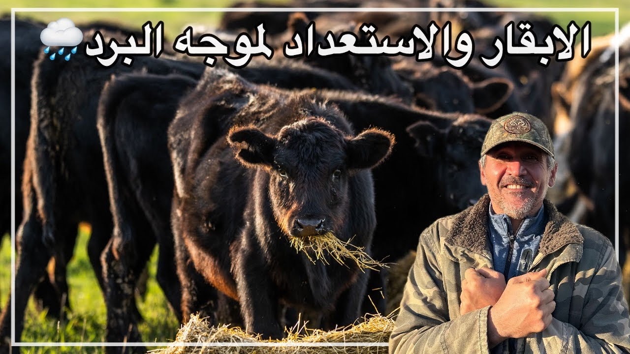الابقار والاستعداد لموجه البرد🌧️
