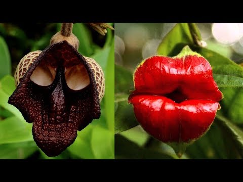 Video: Che Fiori Sono Predatori