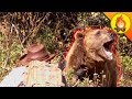 NERVE WRACKING Bear Encounter!