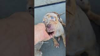 Best Thing Since Sliced Bread Burleson Puppies 817-995-8725 7 Weeks Old