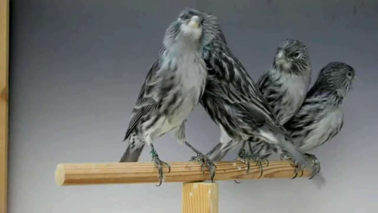 Canarini di Colore - Nero Bianco Dominante - Maschi