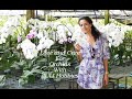 Phalaenopsis Orchids Flowers Care and Love How to Water Orchids in Clay Pebbles Talk and Tips