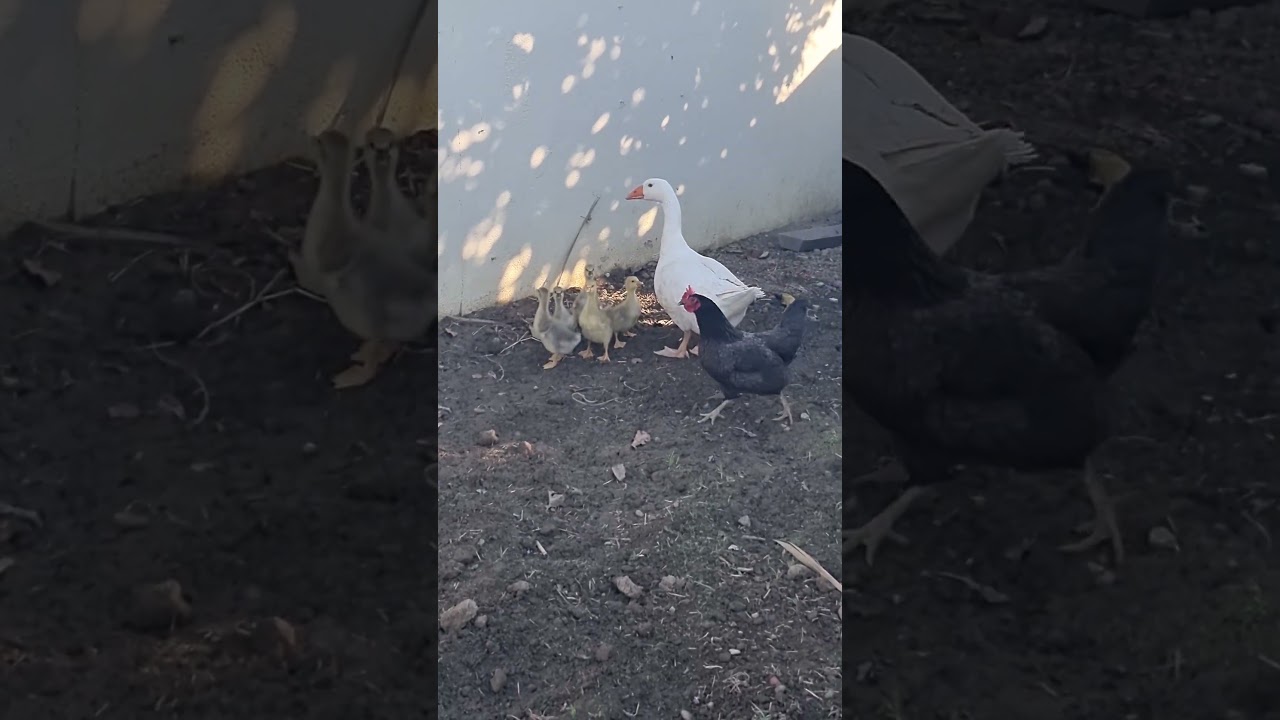 ⁣Basse court en balade