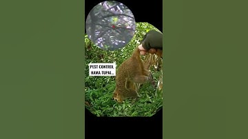 PEST CONTROL HAMA TUPAI.. #perbakin #hunter #pemburu #sniper #tupai #viral