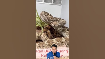 Rắn đuôi chuông có chuông ở đuôi hay không #snake